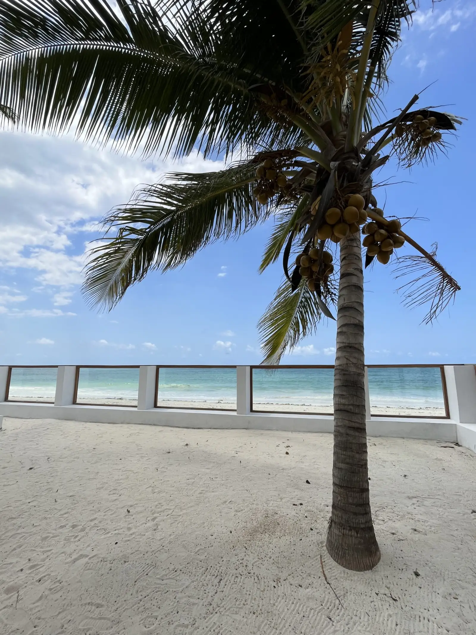 Palm tree and the Indian Ocean at Tiki Beach
